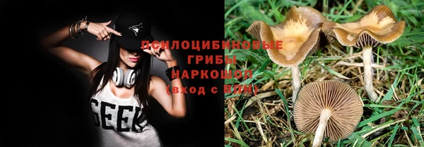 стаф Богданович